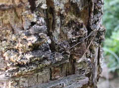 Fungi