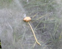 Conocybe apala
