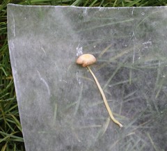 Conocybe apala