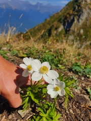 Anemonastrum fasciculatum