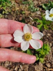 Anemonastrum fasciculatum