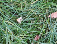 Conocybe apala