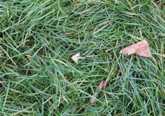 Conocybe apala