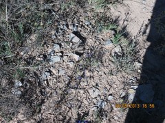 Delphinium pubescens