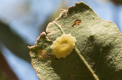 Andricus pattersonae