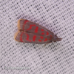 Dichomeris sandycitis