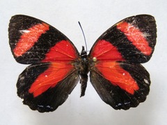 Callicore pitheas