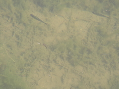 Leucaspius delineatus