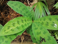 Goeppertia villosa