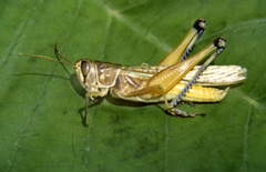 Eyprepocnemidinae