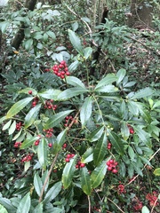 Ardisia crenata