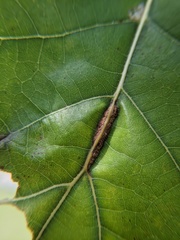 Callirhytis piperoides