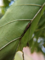 Callirhytis piperoides
