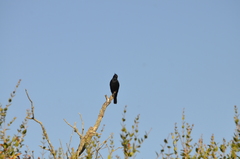 Knipolegus lophotes