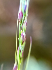 Piptochaetium fimbriatum