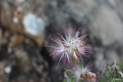 Calliandra eriophylla