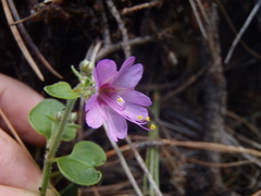 Mirabilis comata