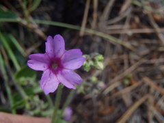 Mirabilis comata