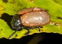 Chrysomela crotchi