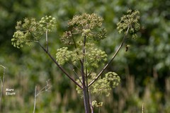 Angelica atropurpurea