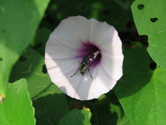 Lycastrirhyncha nitens