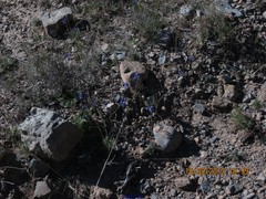 Delphinium pubescens