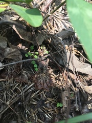 Trifolium virginicum