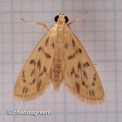 Tabidia obvia