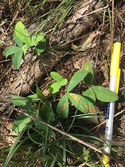 Trifolium virginicum