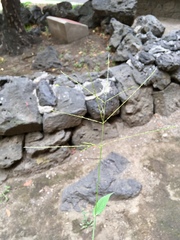 Digitaria velutina