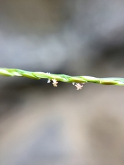 Digitaria velutina