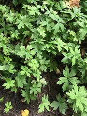 Hydrastis canadensis