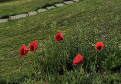 Papaver rhoeas