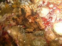 Congiopodus peruvianus