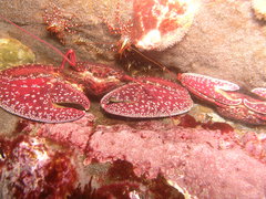 Petrolisthes desmarestii