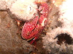 Petrolisthes desmarestii