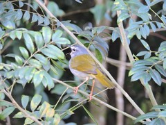Myiothlypis leucoblephara