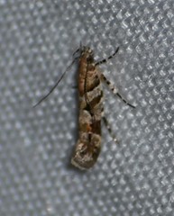 Aristotelia devexella