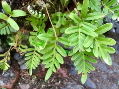 Pleopeltis thyssanolepis