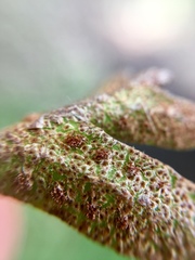 Pleopeltis thyssanolepis