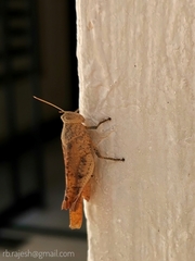 Coptacrinae