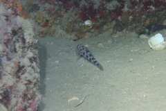 Thorogobius ephippiatus