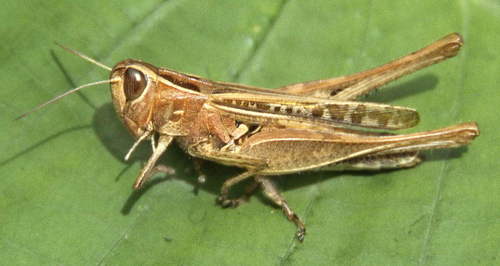 Metaxymecus gracilipes