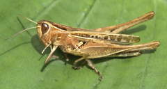Eyprepocnemidinae