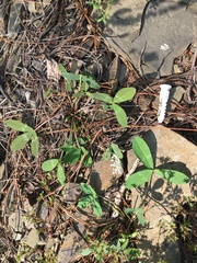 Trifolium virginicum