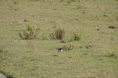 Knipolegus lophotes