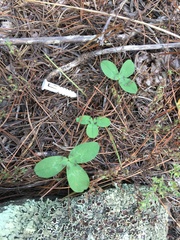 Trifolium virginicum
