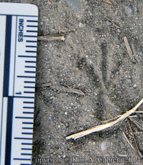 Junco hyemalis