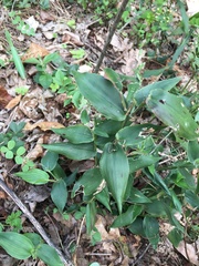 Dichanthelium boscii