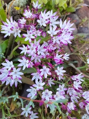 Codonorhiza fastigiata